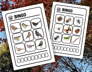 Animal bingos